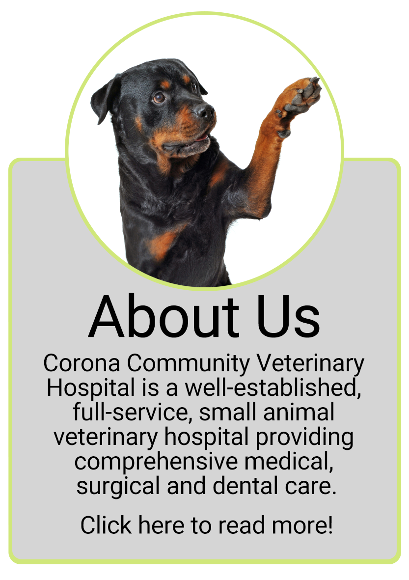 Corona Community Veterinary Hospital Veterinarians serving Corona